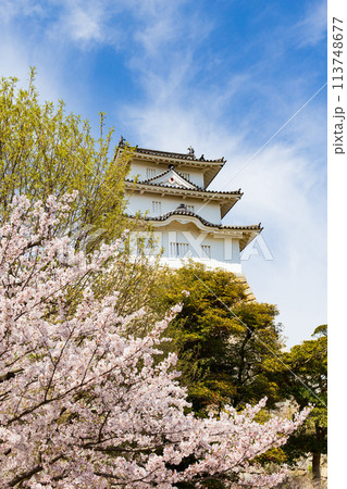 兵庫県明石市・桜が満開の明石城の櫓 兵庫県明石市・桜が満開の明石城の櫓 113748677