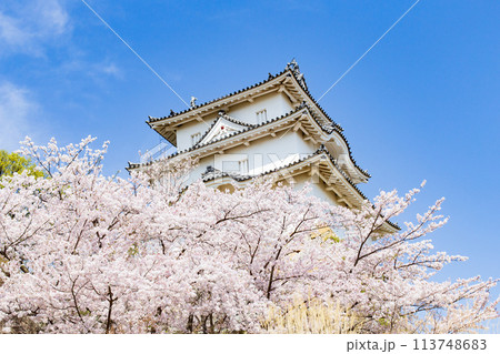 兵庫県明石市・桜が満開の明石城の櫓 兵庫県明石市・桜が満開の明石城の櫓 113748683