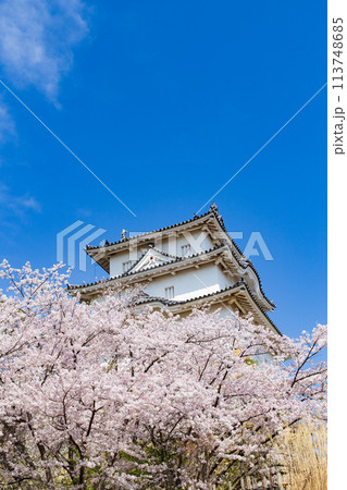 兵庫県明石市・桜が満開の明石城の櫓 兵庫県明石市・桜が満開の明石城の櫓 113748685