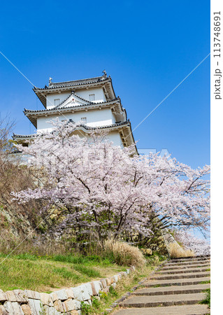 兵庫県明石市・桜が満開の明石城の櫓 113748691