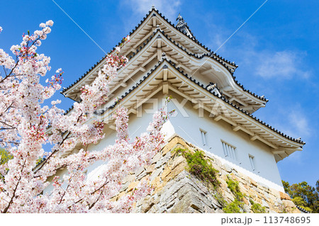 兵庫県明石市・桜が満開の明石城の櫓 兵庫県明石市・桜が満開の明石城の櫓 113748695