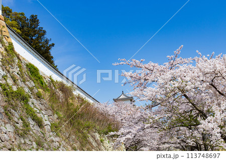 兵庫県明石市・桜が満開の明石城の櫓 113748697
