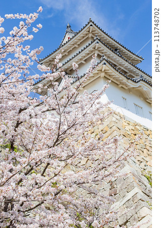 兵庫県明石市・桜が満開の明石城の櫓 113748702