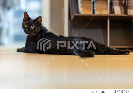 見つめる黒猫 113748798