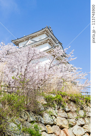 兵庫県明石市・桜が満開の明石城の櫓 113748900