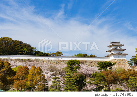 兵庫県明石市・桜が満開の明石城の櫓 兵庫県明石市・桜が満開の明石城の櫓 113748903