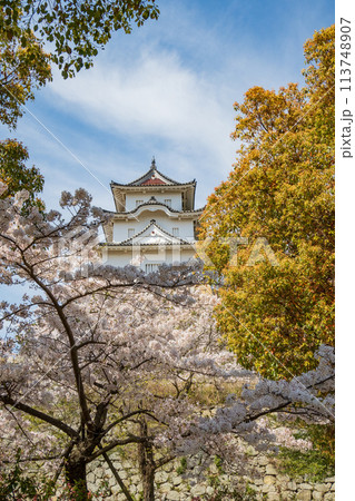 兵庫県明石市・桜が満開の明石城の櫓 113748907