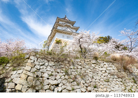 兵庫県明石市・桜が満開の明石城の櫓 兵庫県明石市・桜が満開の明石城の櫓 113748913