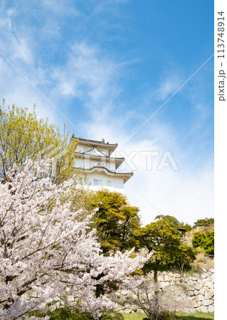 兵庫県明石市・桜が満開の明石城の櫓 113748914