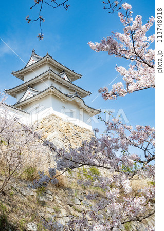 兵庫県明石市・桜が満開の明石城の櫓 兵庫県明石市・桜が満開の明石城の櫓 113748918