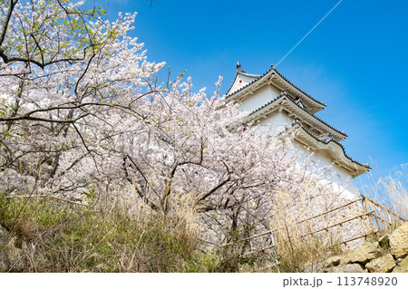 兵庫県明石市・桜が満開の明石城の櫓 113748920