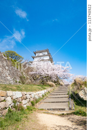 兵庫県明石市・桜が満開の明石城の櫓 113748922