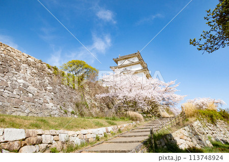 兵庫県明石市・桜が満開の明石城の櫓 113748924