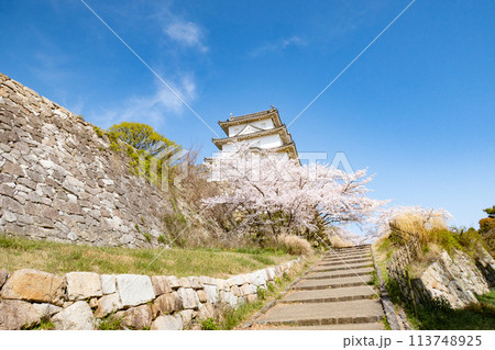兵庫県明石市・桜が満開の明石城の櫓 113748925