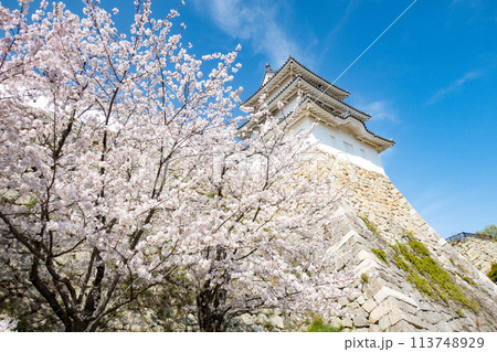 兵庫県明石市・桜が満開の明石城の櫓 113748929