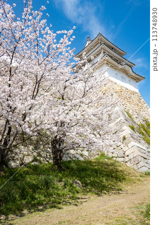 兵庫県明石市・桜が満開の明石城の櫓 兵庫県明石市・桜が満開の明石城の櫓 113748930