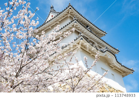 兵庫県明石市・桜が満開の明石城の櫓 113748933