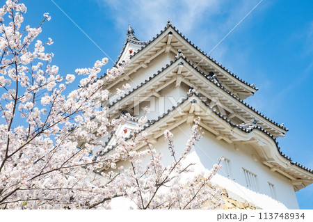 兵庫県明石市・桜が満開の明石城の櫓 113748934