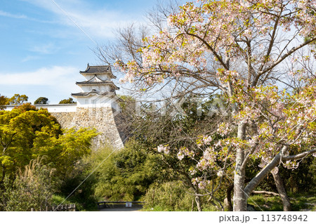 兵庫県明石市・桜が満開の明石城の櫓 兵庫県明石市・桜が満開の明石城の櫓 113748942