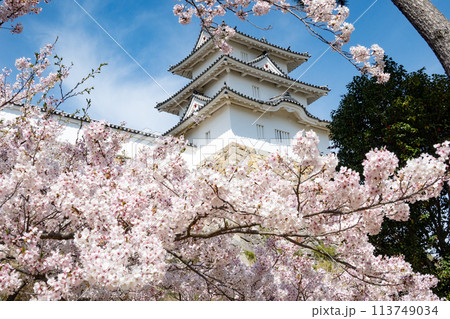 兵庫県明石市・桜が満開の明石城の櫓 兵庫県明石市・桜が満開の明石城の櫓 113749034