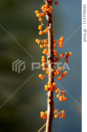 ヘクソカズラの実は塊になって蔓に付いている様子がかわいらしいく、晩秋の風景として目に留まる。 113749088