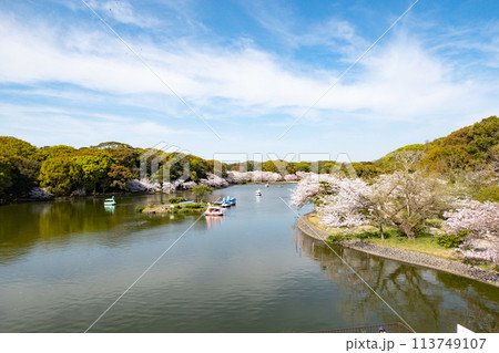 明石城の池と桜 明石城の池と桜 113749107