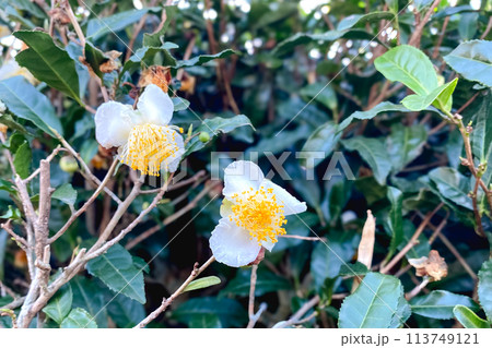 日本のお茶の花 113749121