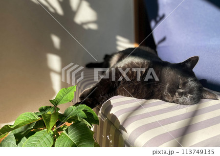 家でくつろぐペットの黒猫 113749135