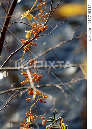 ヘクソカズラの実は塊になって蔓に付いている様子がかわいらしいく、晩秋の風景として目に留まる。 ヘクソカズラの実は塊になって蔓に付いている様子がかわいらしいく、晩秋の風景として目に留まる。 113749316