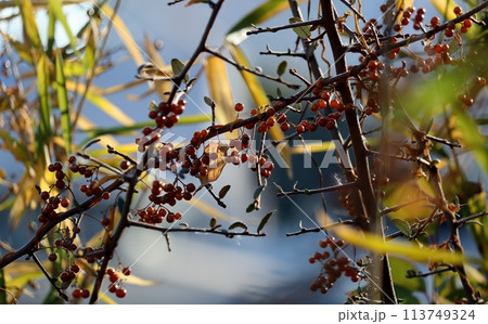 ヘクソカズラの実は塊になって蔓に付いている様子がかわいらしいく、晩秋の風景として目に留まる。 113749324