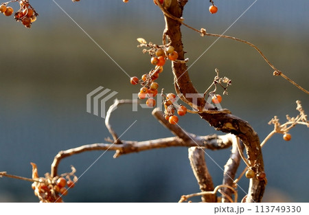ヘクソカズラの実は塊になって蔓に付いている様子がかわいらしいく、晩秋の風景として目に留まる。 113749330