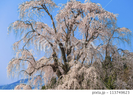 水中のしだれ桜。長野県 信州高山村。 水中のしだれ桜。長野県 信州高山村。 113749623