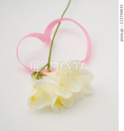 フリージア 113749635