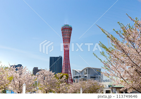 神戸メリケンパークのポートタワーと桜 113749646