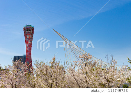 神戸メリケンパークのポートタワーと桜と海洋博物館 神戸メリケンパークのポートタワーと桜と海洋博物館 113749728