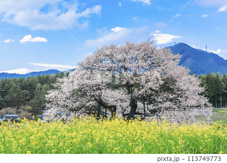 黒部のエドビガン桜。信州高山村五大桜 黒部のエドビガン桜。信州高山村五大桜 113749773