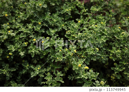Many small yellow meadow flowers with green leaves background. 113749945