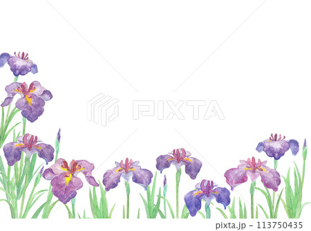 水彩絵の具で描いた花菖蒲のイラスト 水彩絵の具で描いた花菖蒲のイラスト 113750435