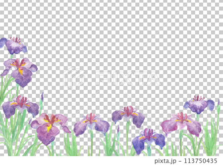 水彩絵の具で描いた花菖蒲のイラスト 水彩絵の具で描いた花菖蒲のイラスト 113750435