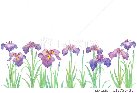 水彩絵の具で描いた花菖蒲のイラスト 水彩絵の具で描いた花菖蒲のイラスト 113750436