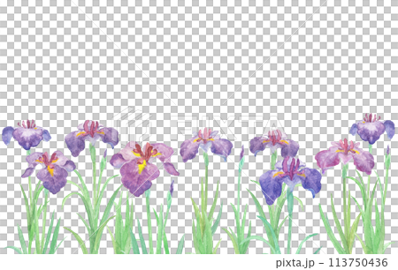 水彩絵の具で描いた花菖蒲のイラスト 水彩絵の具で描いた花菖蒲のイラスト 113750436