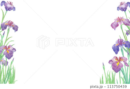 水彩絵の具で描いた花菖蒲のイラスト 水彩絵の具で描いた花菖蒲のイラスト 113750439