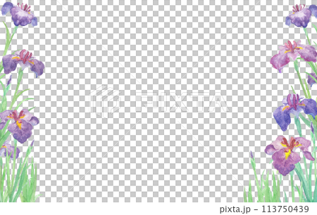 水彩絵の具で描いた花菖蒲のイラスト 水彩絵の具で描いた花菖蒲のイラスト 113750439