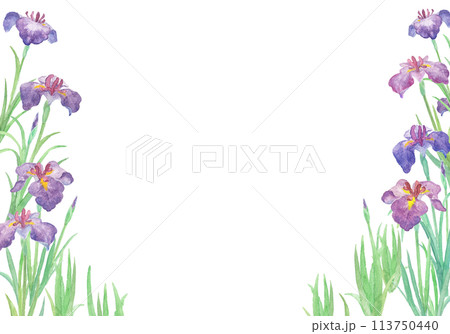 水彩絵の具で描いた花菖蒲のイラスト 113750440