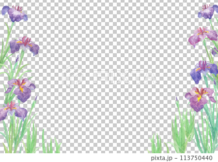 用水彩畫的鳶尾花插圖 113750440