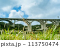 高架道路と草むらのススキ 113750474