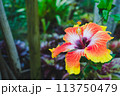 オレンジから黄色のグラデーションのハイビスカス 113750479