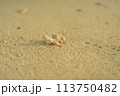 砂浜で見つけた珊瑚のかけら 113750482