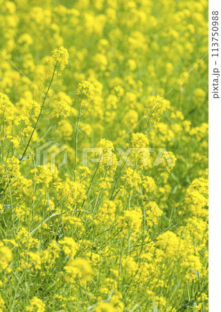 一面に咲いた菜の花 鳥取県 青島 一面に咲いた菜の花 鳥取県 青島 113750988