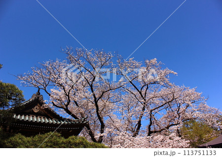 満開になった福蔵院の桜(3) 満開になった福蔵院の桜(3) 113751133